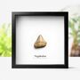 Juvenile Megalodon Shark Tooth Authentic Fossil Frame, thumbnail 1 of 5
