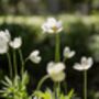 Anemone Plants, 'Honorine Jobert', thumbnail 6 of 8