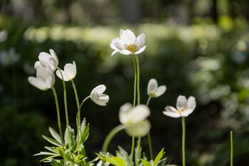 Anemone Plants, 'Honorine Jobert', 6 of 8