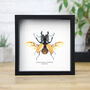 Ludekingi Stag Beetle Insect Bug Moth Butterfly Box Frame Entomology Taxidermy Interior Design Modern Home Decor Wall Hanging Display Gift Ornament, thumbnail 1 of 3