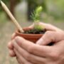 Grow A Christmas Tree Pencil, thumbnail 3 of 5