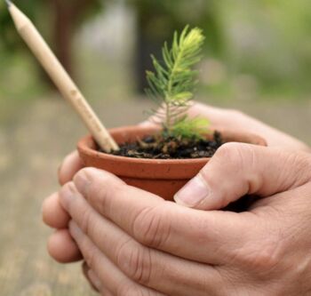 Grow A Christmas Tree Pencil, 3 of 5