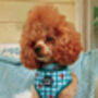 Festive Plaid Christmas Dog Collar, thumbnail 7 of 9