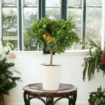 Citrus Calamondin Orange Tree In Decorative Pot, 5 of 5
