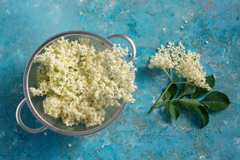 Elderberry Plants, 'Haidegg', 6 of 9
