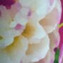 Fuchsia Bloom Floral Lampshade, thumbnail 6 of 9