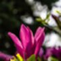 Magnolia Tree, 'Susan', thumbnail 4 of 5