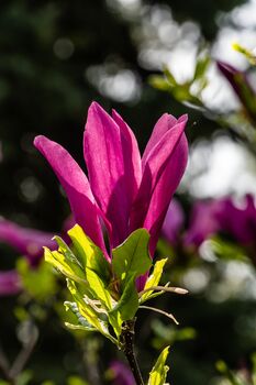 Magnolia Tree, 'Susan', 4 of 5