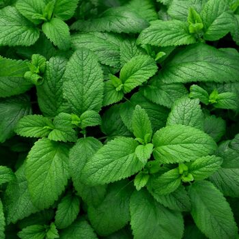 Herbs, Lemon Mint, One X Full Plant In A 9cm Pot, 2 of 5