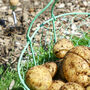 Personalised Grow Your Own Potatoes Gardening Basket, thumbnail 4 of 8