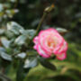 Climbing Rose 'Handel' Plant 5 L Pot, thumbnail 5 of 6