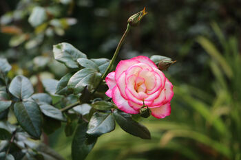 Climbing Rose 'Handel' Plant 5 L Pot, 5 of 6