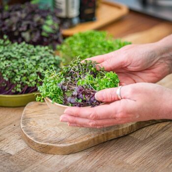 Big Flavour Organic Microgreens | Five Seed Set, 4 of 7