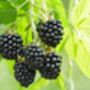 Fruit Plants Blackberry, thumbnail 1 of 7