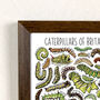 Caterpillars Of Britain Wildlife Watercolour Print, thumbnail 2 of 6
