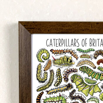 Caterpillars Of Britain Wildlife Watercolour Print, 2 of 6