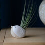 Bird Air Plant Holder In Off White, thumbnail 4 of 12
