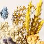 Yellow And Blue Dried Flower Posy, thumbnail 8 of 8