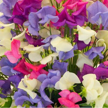 Sweet Pea 'Giant Cut Flower Mix' Three X 9cm Pots, 4 of 4