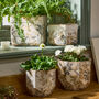 Vintage Floral Plant Pots, thumbnail 1 of 5