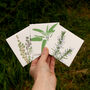 Winter Herbs Seed Kit With Sage, Rosemary And Thyme, thumbnail 2 of 9