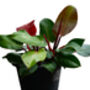 Houseplant Philodendron Red Cherry Plant In 13cm Pot, thumbnail 2 of 5