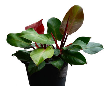 Houseplant Philodendron Red Cherry Plant In 13cm Pot, 2 of 5