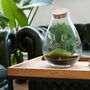 Terrarium Kit With Glass And Plants H: 37 Cm | Zurich, thumbnail 1 of 8