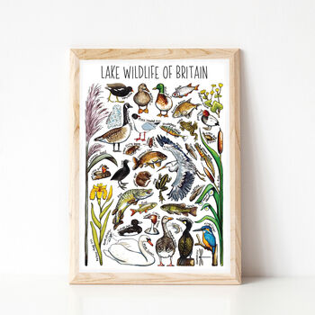 Lake Wildlife Of Britain Watercolour Postcard, 5 of 9