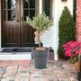 Olive Tree 50 60cm – Mediterranean Garden Plant Gift, thumbnail 6 of 7