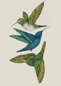 'Antique Hummingbirds Iii' Fine Art Print, 2 of 4