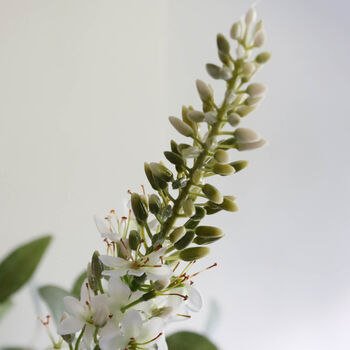 Faux White Hydrangea And Eucalyptus Arrangement, 5 of 5