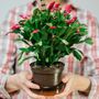 Christmas Cactus 'Caribbean Dancer' One X 15cm Pot, thumbnail 3 of 5