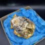 William Morris Oyster Shell, thumbnail 3 of 3
