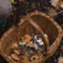 Short Guided Foraging Walk For Two In The South Downs, thumbnail 7 of 12