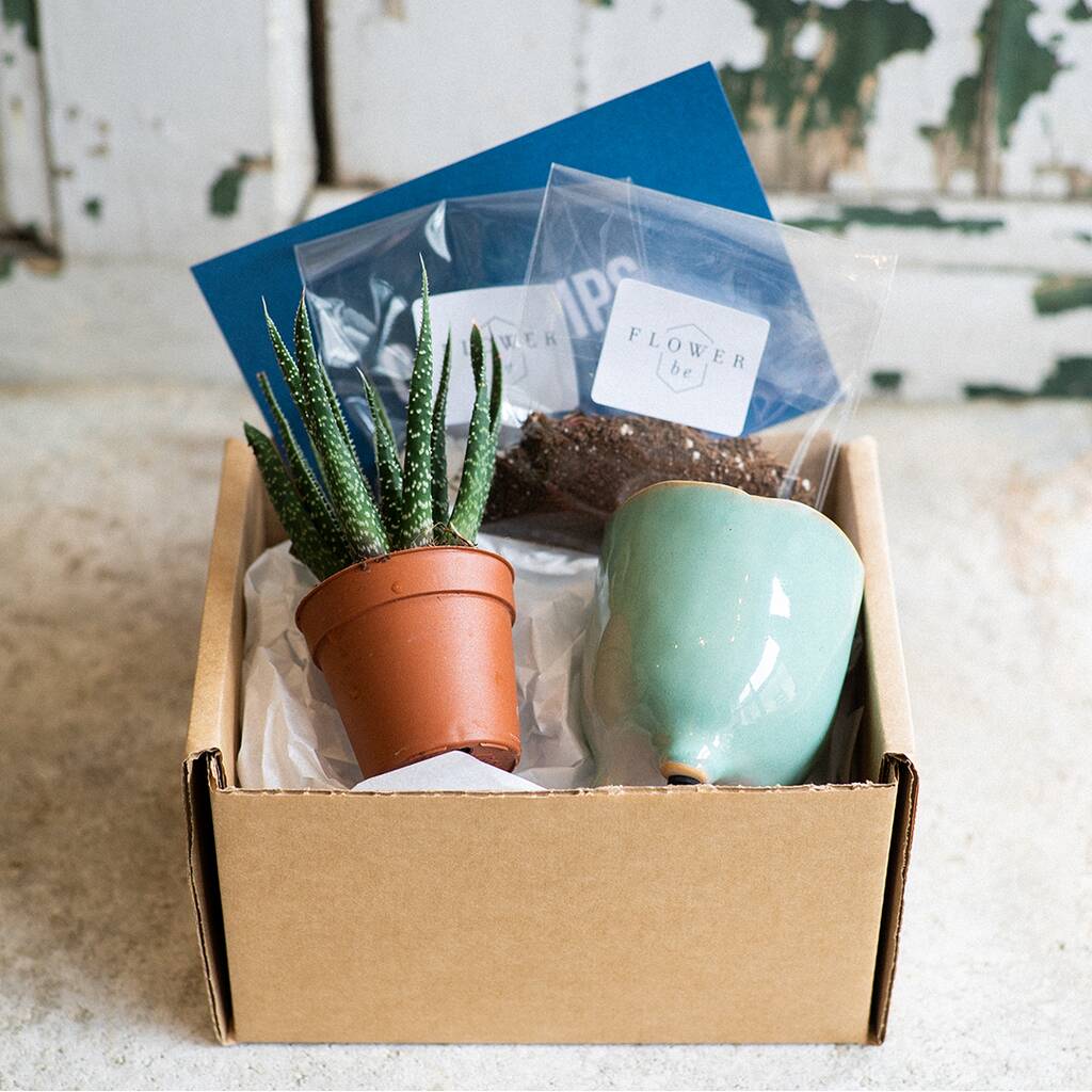 Plant Your Own Aloe Mini House Plant Gift, 1 of 7