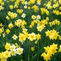 Daffodil 'Naturalizing Mix' Six X Premium Spring Bulbs, thumbnail 5 of 5