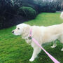 Rosie's Pink Harris Tweed Dog Lead, thumbnail 3 of 3