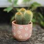 Terracotta Daisy Planter With A Cactus Or Succulent, thumbnail 1 of 3