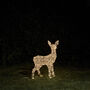 Swinsty Fawn Dual LED Battery Operated Outdoor Reindeer, thumbnail 2 of 3