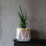 Origami Self Watering Eco Plant Pot: 10cm | Celery Cord, thumbnail 4 of 6