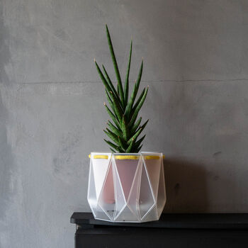 Origami Self Watering Eco Plant Pot: 10cm | Celery Cord, 4 of 6
