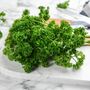 Herb Plants Parsley 12 X Plug Plant Pack, thumbnail 2 of 5