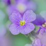 Winter Bedding Aubretia 'Lilac Blue' Six Plug Plants, thumbnail 1 of 5