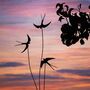 Three Metal Swallow Birds, thumbnail 1 of 4