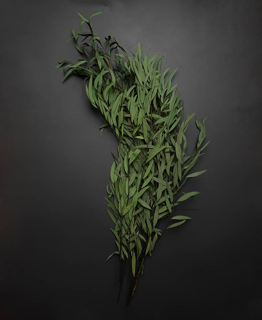 Image of Green Eucalyptus Nicholii Preserved Stems Bouquet