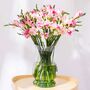 Light Pink Guernsey Long Stem Freesia Flowers, thumbnail 1 of 3