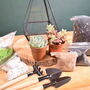Black Pyramid Terrarium Kit With Succulent Or Cactus, thumbnail 7 of 12