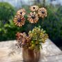 Set Of Three Or Five Copper Daisy Copper Garden Stakes, thumbnail 5 of 10