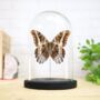 Giant Owl Butterfly Moth Insect Bug Entomology Taxidermy Bell Jar, thumbnail 1 of 3